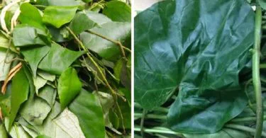 Difference Between Utazi Leaf and Uziza Leaf