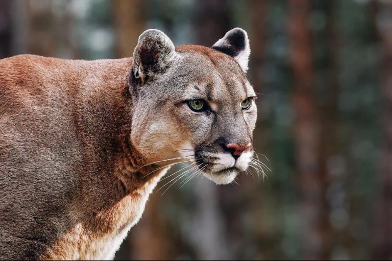 Mountain lions and panthers are fascinating carnivores of the family known as Felidae. Hence, the color of the body is the most intriguing character to explain, outside the carnivores' patterns and the terrifying howls.