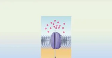 Difference Between Active Transport and Passive Transport