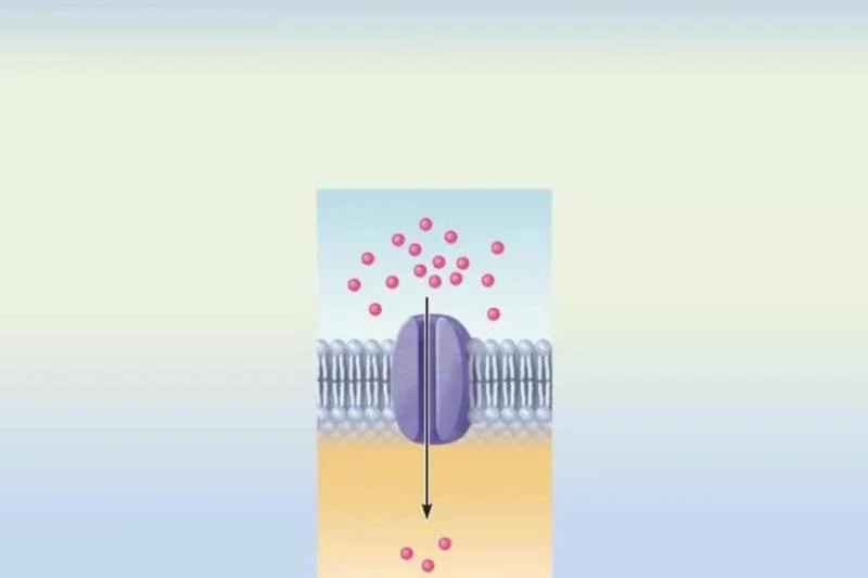 Difference Between Active Transport and Passive Transport