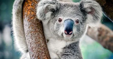 The entire animal kingdom may be split into two primary classes counting on the upkeep of the body temperature, which is cold-blooded or warm-blooded. Later, animal classes, including birds and mammals, were warm-blooded, and the remaining animals were cold-blooded. However, most mammals possess cold-blooded features and some charming fish species with warm-blooded characteristics. The fundamental distinction between these two kinds of animals is examined in this article by describing some vital illustrations.