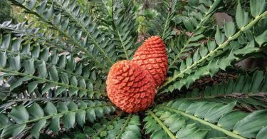 The significant difference between cycads and palms is that cycad are gymnosperms, nonflowering plants, whereas palms are angiosperms or flowering plants. Cycads and palms resemble as a result of their perfectly adequately organized fan-like leaves. Although, when examining perfectly, we can recognize a varied distinction between cycads and palms. Cycads are highly comparable to ferns more than palms.