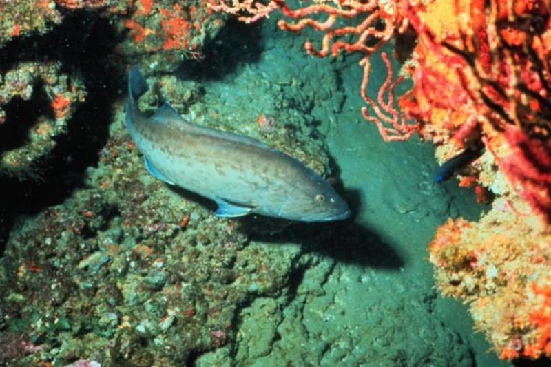 The significant difference between gag grouper and black grouper indicates that gag is a breed of aquatic ray-finned fish mainly discovered in the western Atlantic Ocean from the northeastern United States to Brazil. In contrast, black grouper is a breed of aquatic ray-finned fish primarily found in warmer regions of the west Atlantic Ocean, which involves the Caribbean and the Gulf of Mexico. Ray-fined fish is described as a clade, a category or sub-category of bony fishes. The constituents of this category are understood as ray-fined fishes. They consist of about 50 percent of existing vertebrate species.
