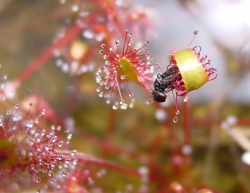 Gums are dense plant discharges that are willingly liquified in water and are produced when a plant is wounded. Mucilage is described as a sticky and gel kind of substance that is usually produced inside plant cells.