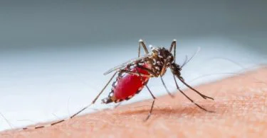 The significant difference between malaria and filariasis shows that malaria takes place as a result of the bite of an anopheles mosquito contaminated with plasmodium, whereas filariasis takes place as a result of the bite of a culex mosquito contaminated with the filarial nematode. Mosquito-borne infections are infections that circulate through the bite of a contaminated mosquito. These infections lead to lethal intricacies. Malaria and filariasis are two kinds of lethal mosquito-borne infections.