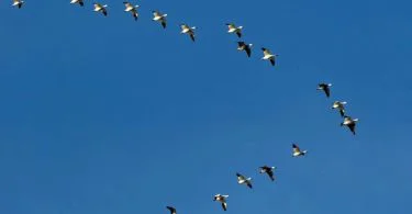 Just like the term implies, this article would be more of an inventory of names of bird species. However, it would not be because migratory and resident birds are the most essential and fascinating ecological niches. Since they can soar through the air, they cannot be prevented from overthrowing any spot on Earth. Migratory birds have demonstrated their capabilities to journey through the universe. On the contrary, resident birds have been fit to endure without roaming through the permanent universe. Migratory birds and resident birds both have been fit to prevail but differently. These are the dissimilarities between them, and those are essential to figure out. This article intends to examine those significant differences in brief.