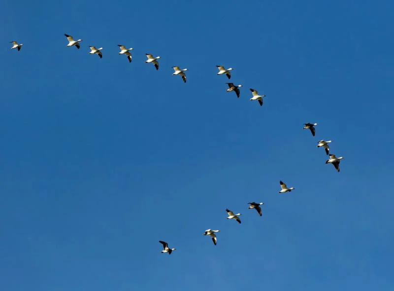 Just like the term implies, this article would be more of an inventory of names of bird species. However, it would not be because migratory and resident birds are the most essential and fascinating ecological niches. Since they can soar through the air, they cannot be prevented from overthrowing any spot on Earth. Migratory birds have demonstrated their capabilities to journey through the universe. On the contrary, resident birds have been fit to endure without roaming through the permanent universe. Migratory birds and resident birds both have been fit to prevail but differently. These are the dissimilarities between them, and those are essential to figure out. This article intends to examine those significant differences in brief.