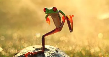 The major difference between frogs and toads shows that the frogs possess elongated legs and slick skins coated in mucus whereas the toads possess shorter legs and bumpy, thicker skin. Frogs and toads are described as amphibians in the hierarchy of Anura and are comparable-looking animals. Hence, creating the difference between frogs and toads is often confusing to so many individuals. We understand they are a hue of green and brown, but that can not be the grounds for their differences. Hence, this article will direct you through determining the distinction between frogs and toads.