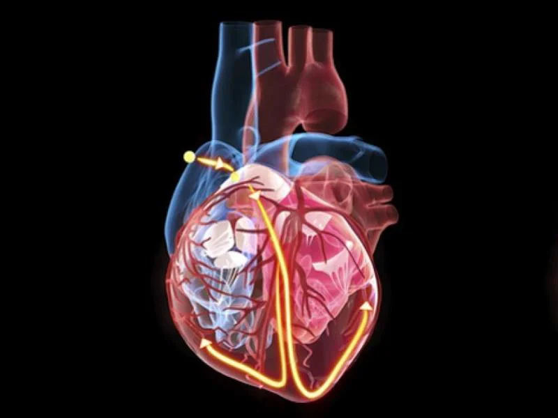 The significant difference between fibrillation and defibrillation shows that fibrillation is accountable for improved pulse rate, whereas defibrillation is accountable for decreased pulse rate during irregular heart disorders.