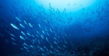 The significant difference between pelagic and demersal fish indicates that pelagic fish dwells in the mid-water territories or upper coating of water, whereas demersal fish dwells in the underneath layers of water or close to the ocean floor. Based on the depth, pelagic and demersal are the two areas in the ocean. The pelagic zone is the middle water territory or the upper coatings of the water. Hence, fish assortments in pelagic regions are described as pelagic fish. The demersal area is the profound coatings of the water or water close to the base of the ocean floor. As such, fish assortments in the demersal area are described as demersal fish.
