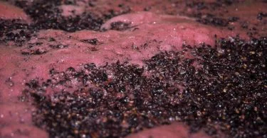The significant difference between maceration and percolation implies that maceration is saturating or inundating something to make it delicate. In contrast, percolating is oozing water via the soil or sifting a fluid via a spongy material. Maceration and percolation are essential procedures used to disentangle inquisitive elements from a combination. Simply put, they are extraction procedures that promote the extraction of substances into a fluid. Maceration and percolation possess various applications. Among them, their utilization in making tinctures is well-known.