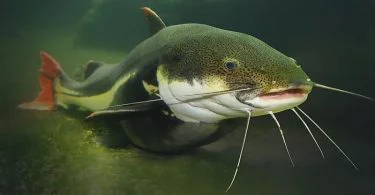 These two kinds of fish consist of almost every fish breed existing on the earth. Put together, there are 28,000 breeds of bony and cartilaginous fish. They display a scope of differences between them that causes it to be intriguing to conduct a comparison.